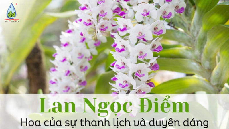Hinh anh re lan ngoc diem dang moc ra bam vao gia the